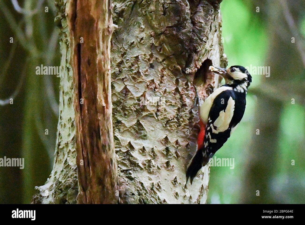 Ein weiblicher Buntspecht, einer von einem Paarungspärchen, trägt Futter in ihrem Schnabel, um ihr Küken an ihrem Nest in einem Baumstamm in Wäldern in der Nähe von Bristol zu füttern. Stockfoto