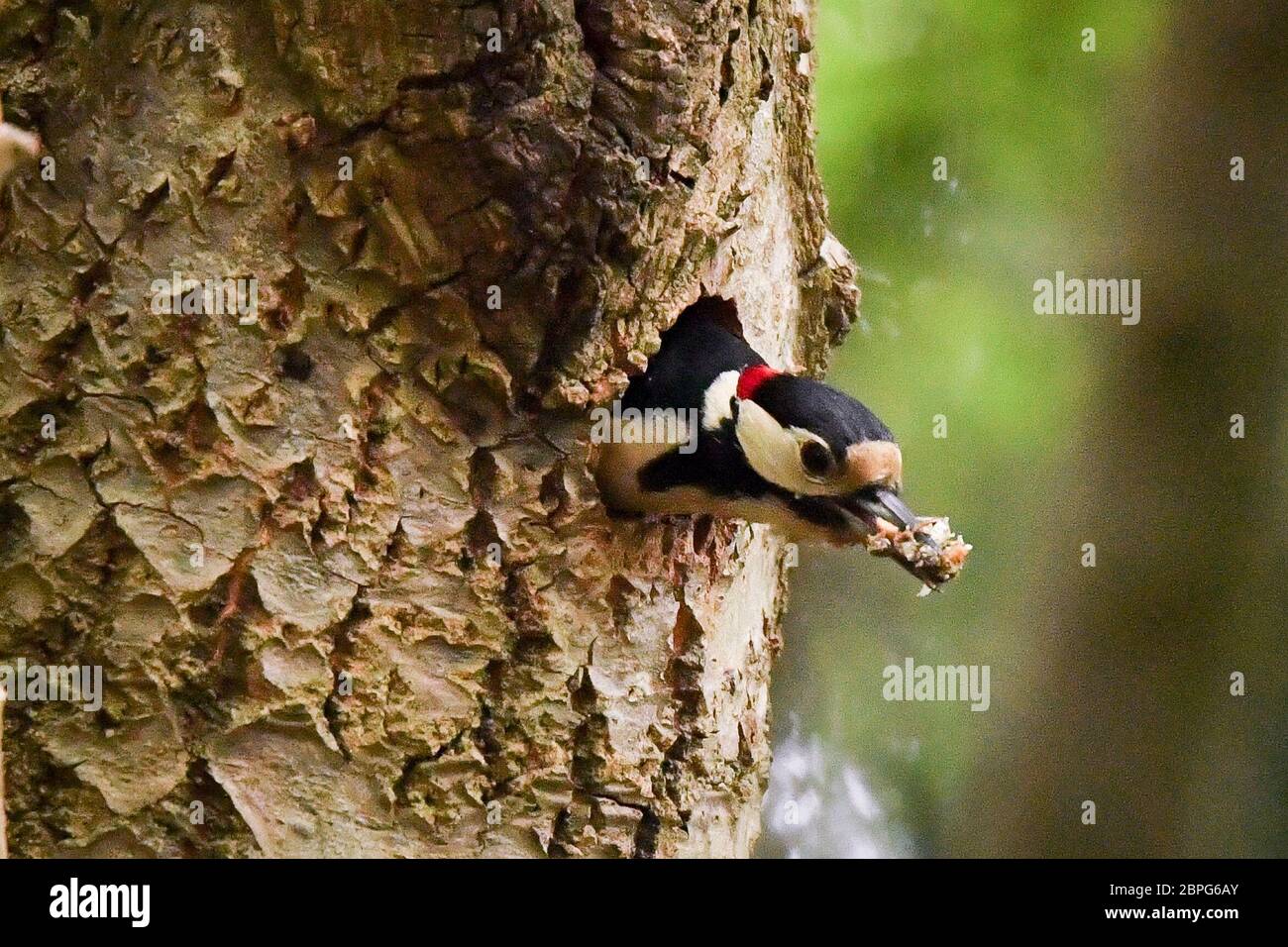 Ein männlicher Buntspecht, einer von einem Paarungspärchen, verlässt sein Nest und trägt Trümmer in seinem Schnabel, der aus dem Nest in einem Baumstamm in Wäldern in der Nähe von Bristol gesammelt wurde. Stockfoto