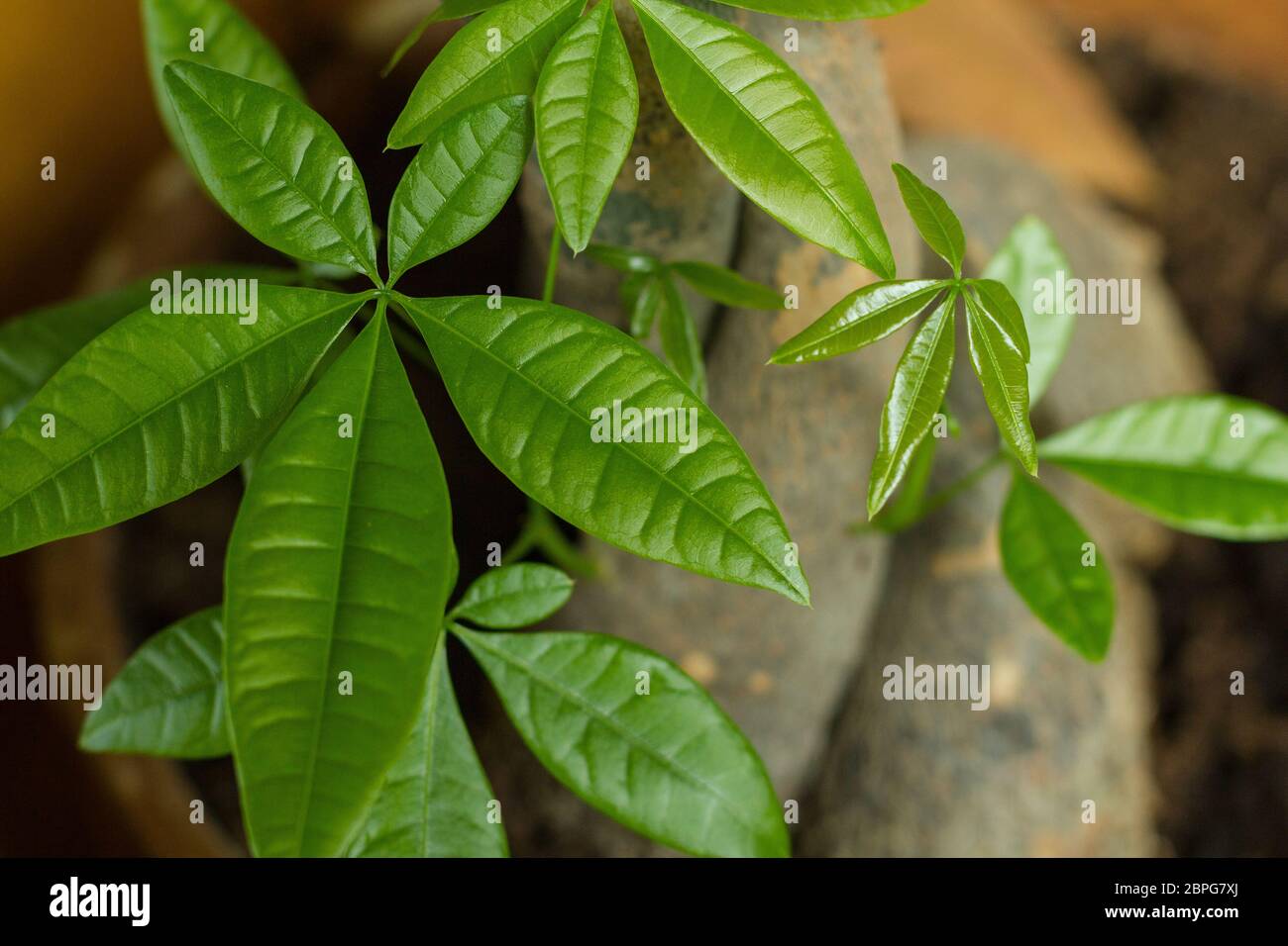 Geldbaum Pachira aquatica mit Blättern in einem starken grünen Schatten Symbol des Glücks Reichtum Geldbaum Pflege Vitalität frisch Kosmetik Stockfoto