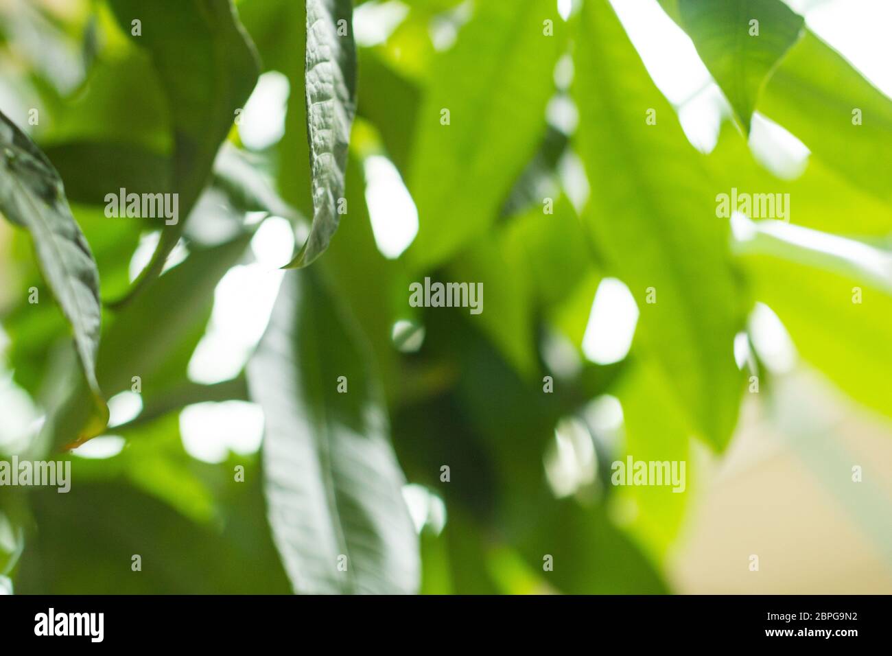 Geldbaum Pachira aquatica mit Blättern in einem starken grünen Schatten Symbol des Glücks Reichtum Geldbaum Pflege Vitalität frisch Kosmetik Stockfoto