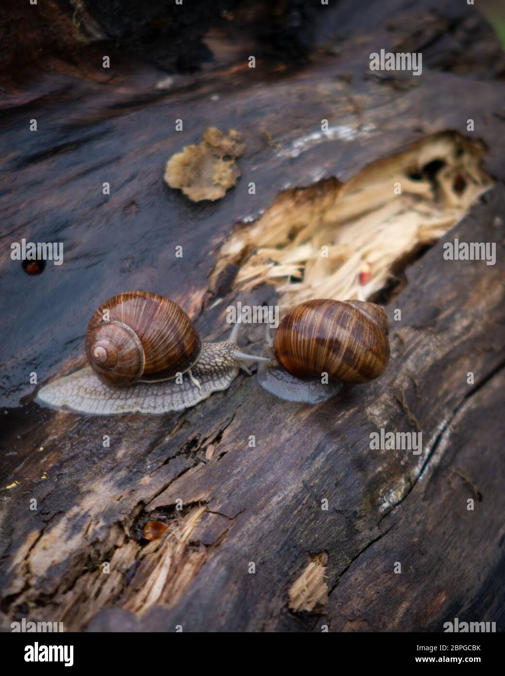 Zwei Traubenschnecken auf einem alten braunen Stumpf nach Regen Stockfoto