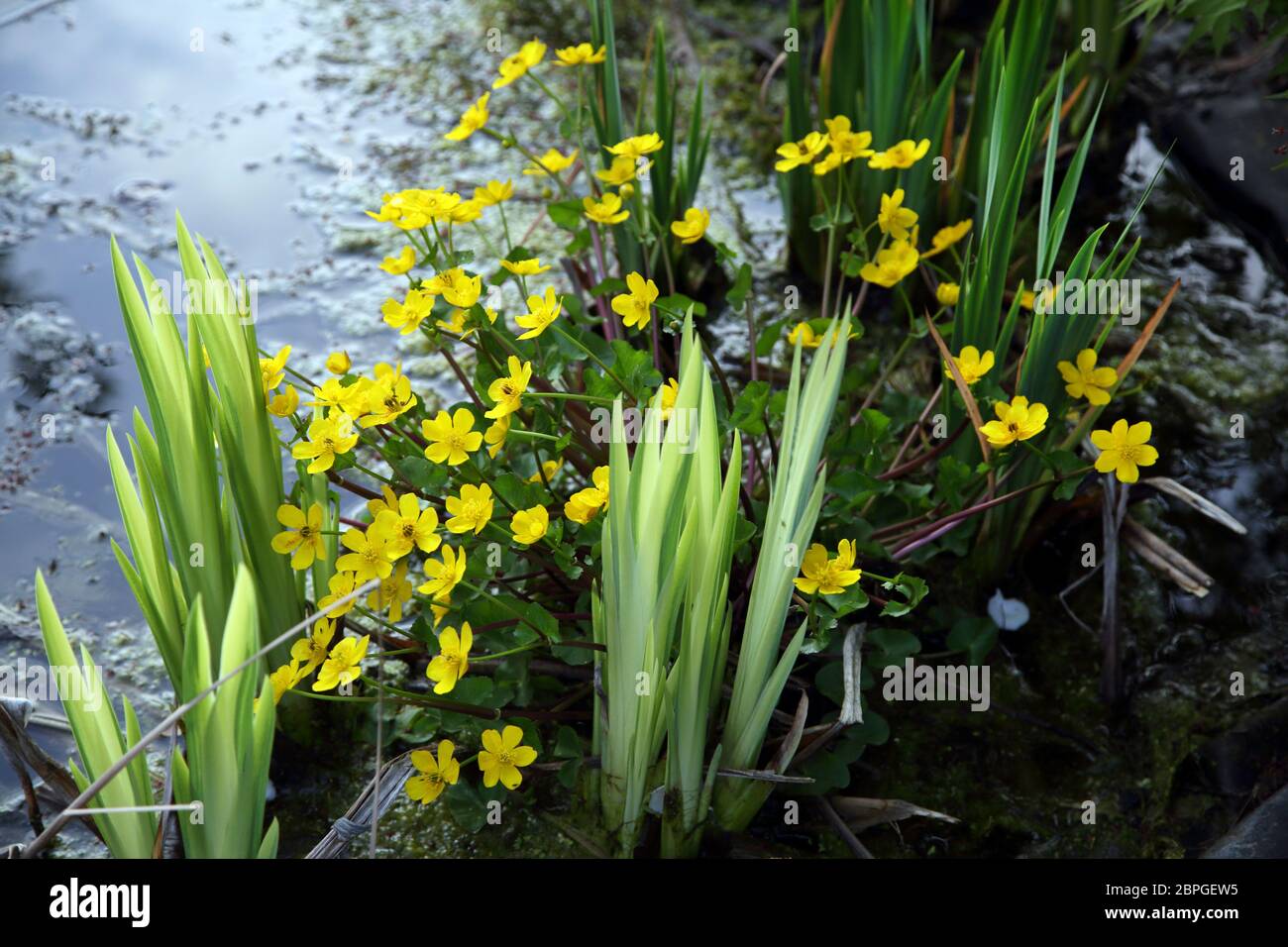 Marsh Ringelblume in Teich Surrey England Stockfoto