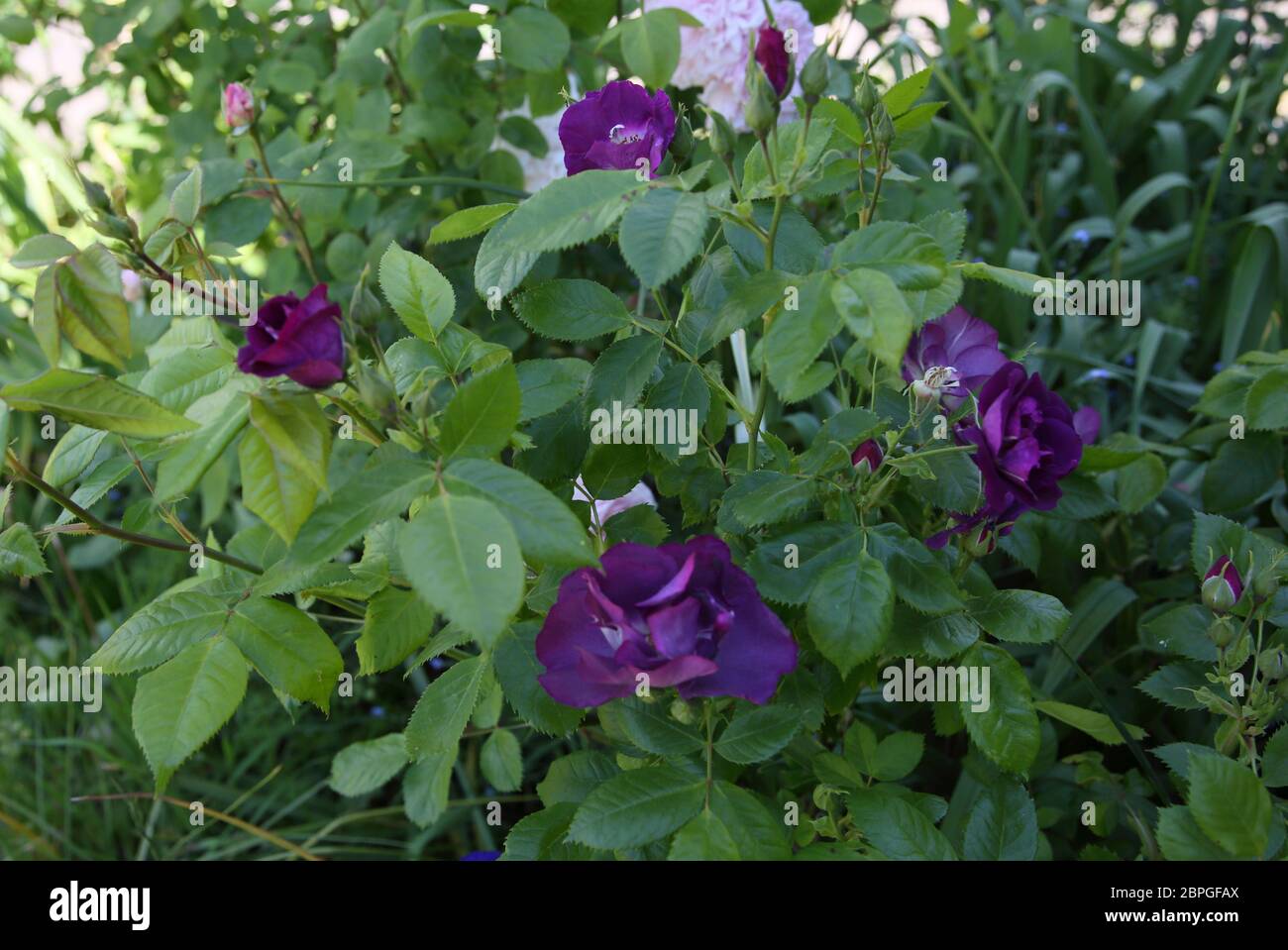 Lila Rosen wachsen in Garten Surrey England Stockfoto