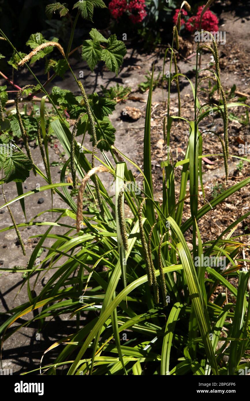 Hängende Sedge (Carex pendula) Blühende Gras in Großbritannien Stockfoto