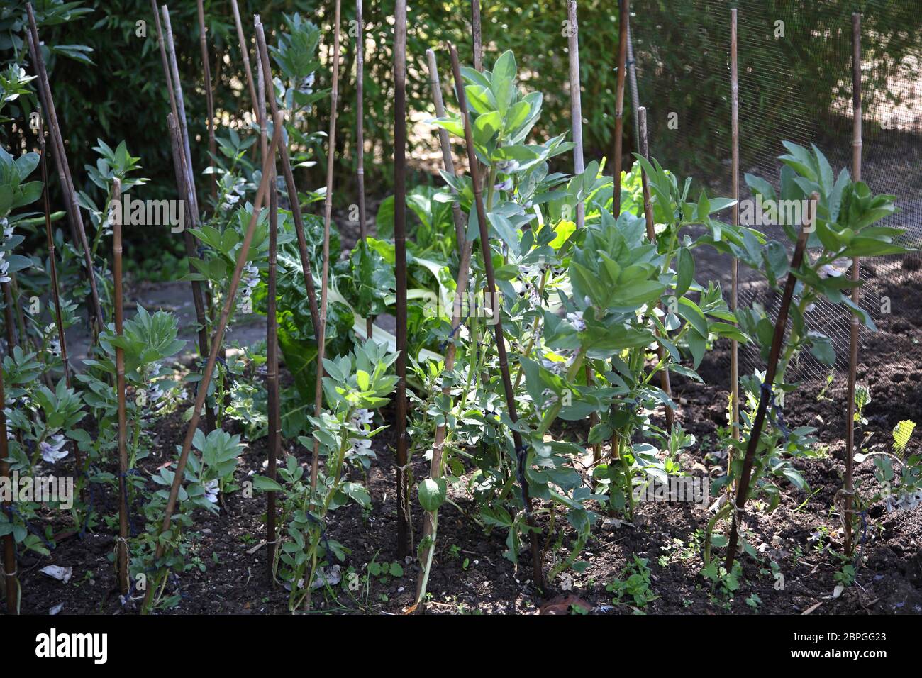 Boad Bohnen wachsen in Garten Surrey England Stockfoto
