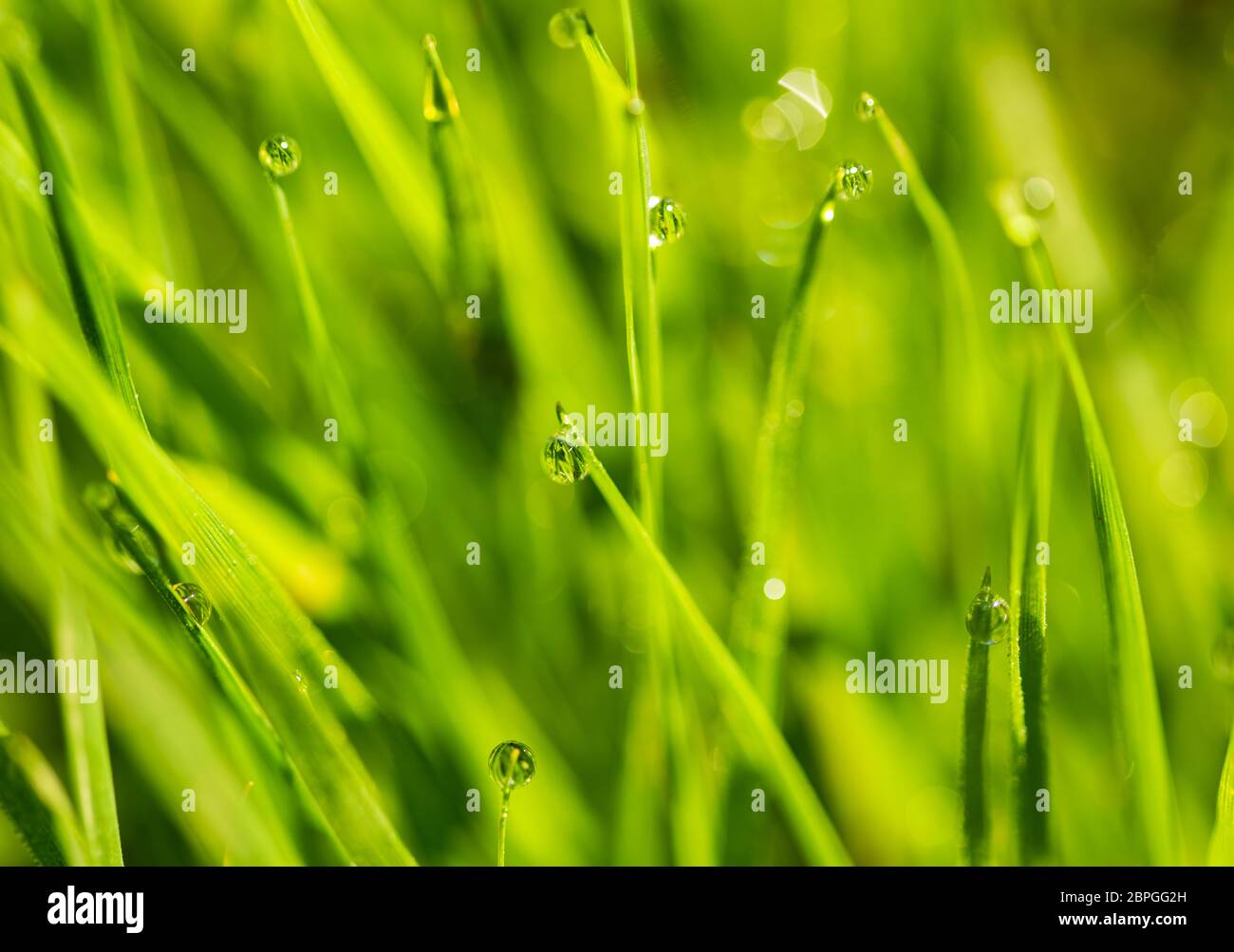 Tautropfen auf Rasen Stockfoto