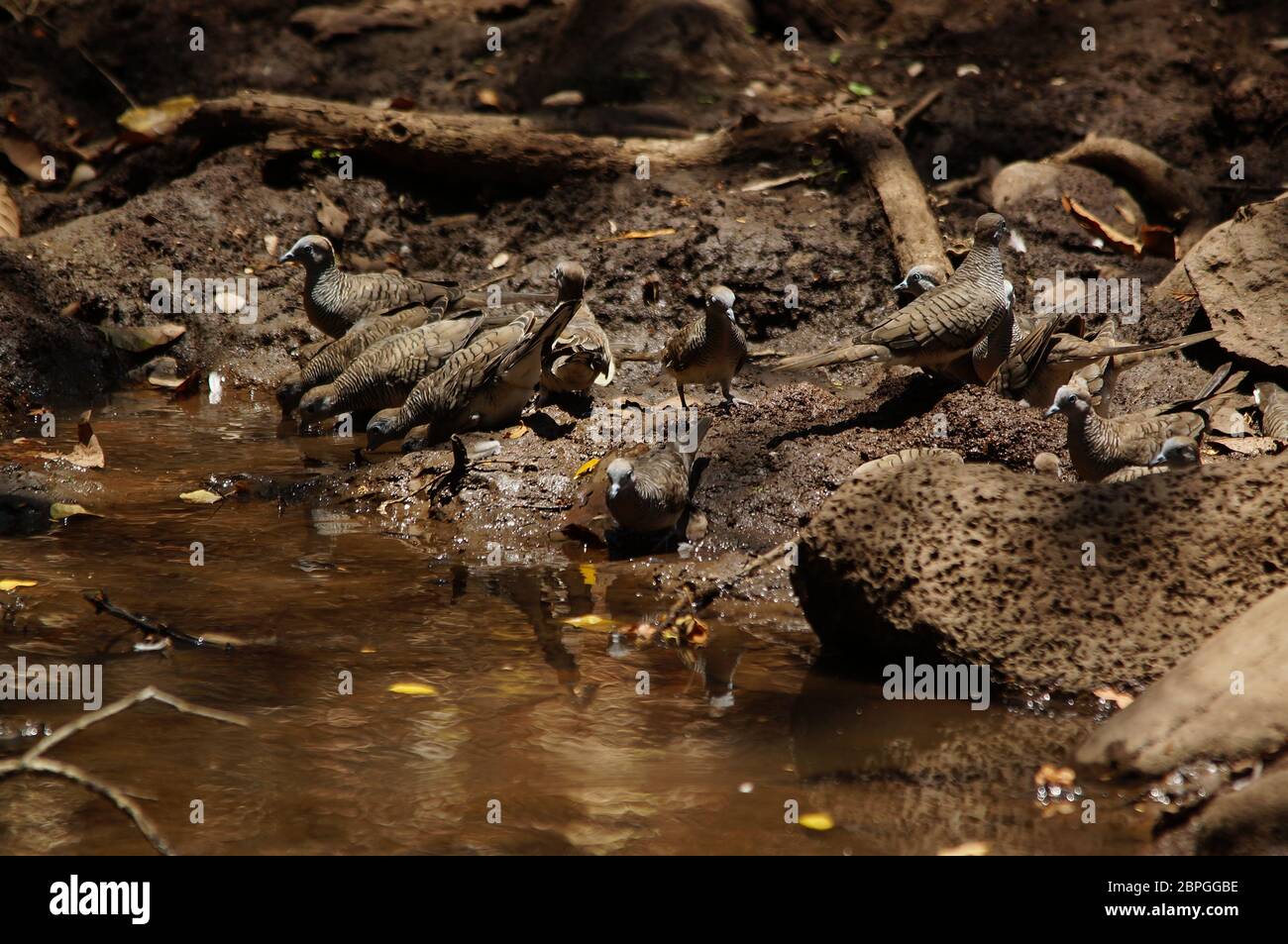 Zebra Taube (Geopelia Striata) auch bekannt als verjährt Boden Taube, ist ein Vogel der Taube Familie, artenreichen, einheimischen nach Südostasien. Stockfoto