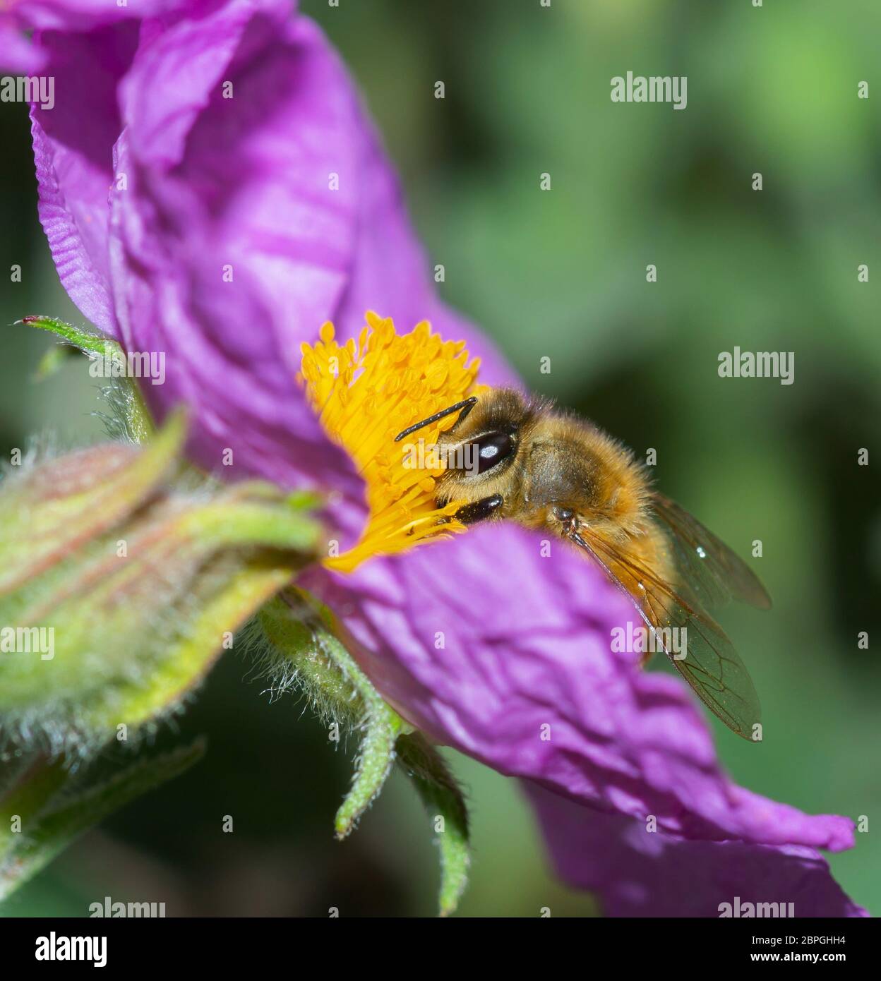 Detail der Honigbiene bestäubt auf Rock Rose Blume Stockfoto