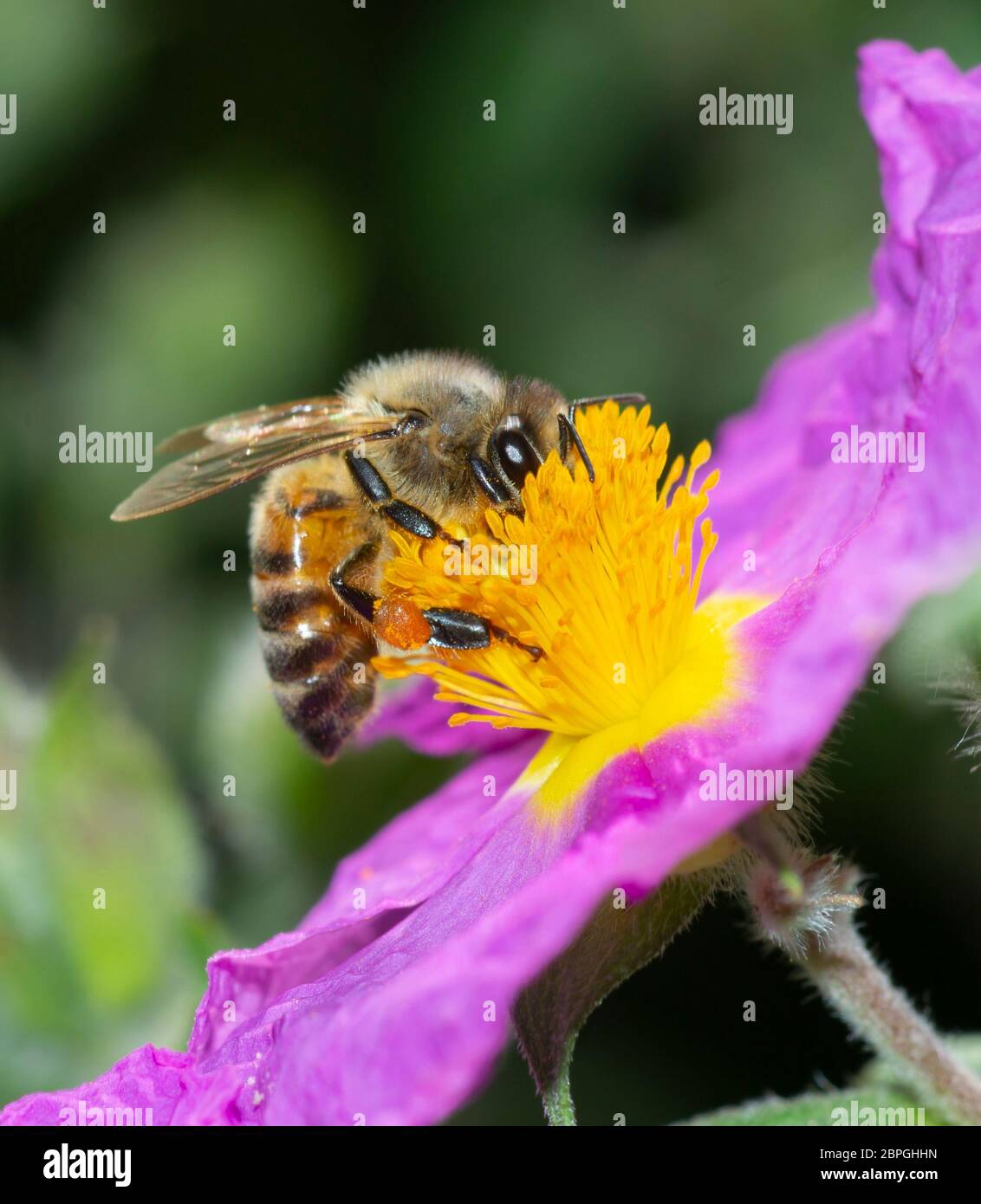 Nahaufnahme der Honigbiene, die Nektar aus der Felsenrosenwildblume in einem selektiven Fokusbild sammelt Stockfoto