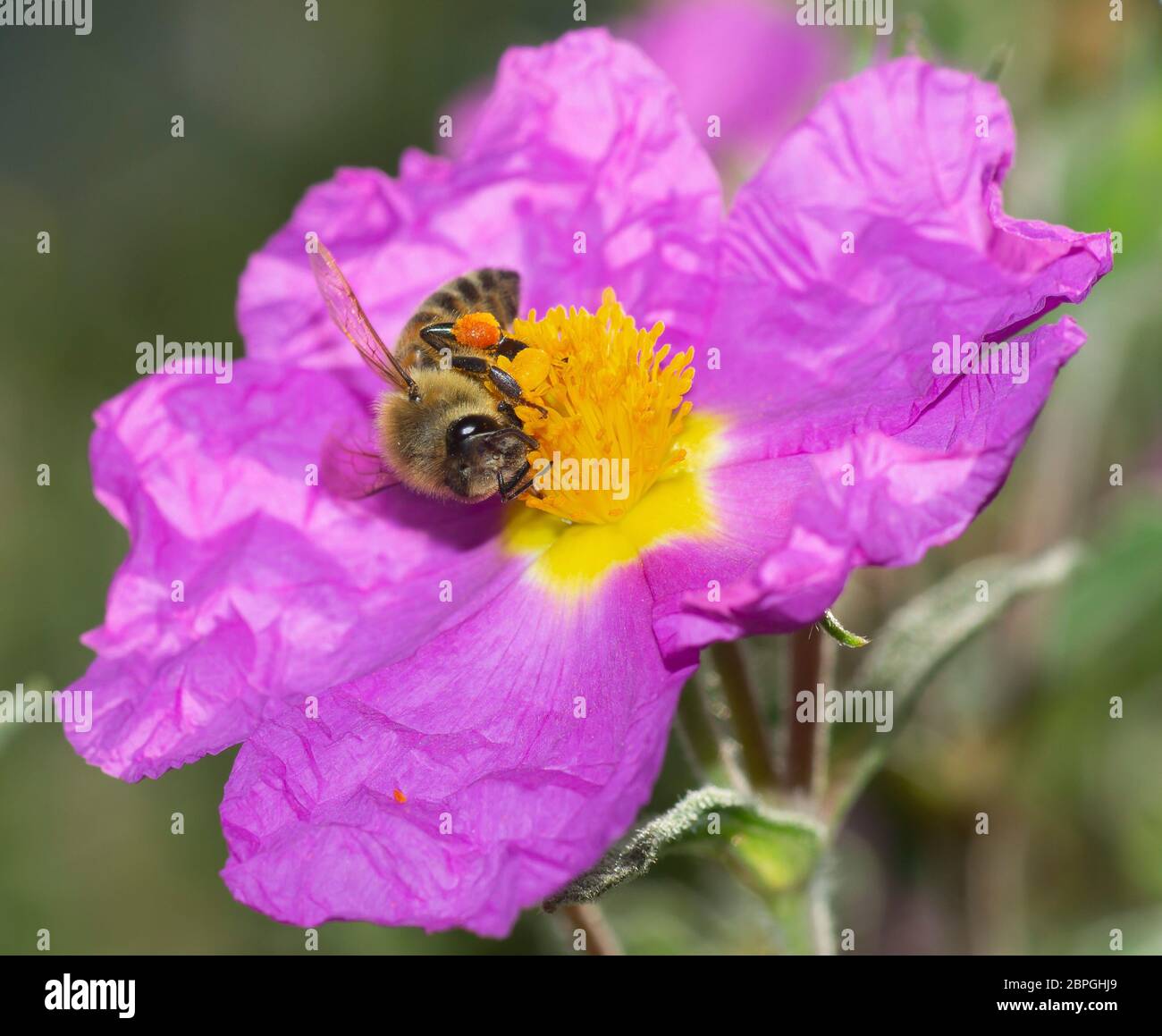 Nahaufnahme der Honigbiene, die Nektar aus der Felsenrosenwildblume in einem selektiven Fokusbild sammelt Stockfoto