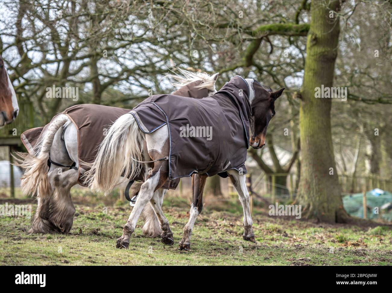 Pferde traben zusammen Stockfoto