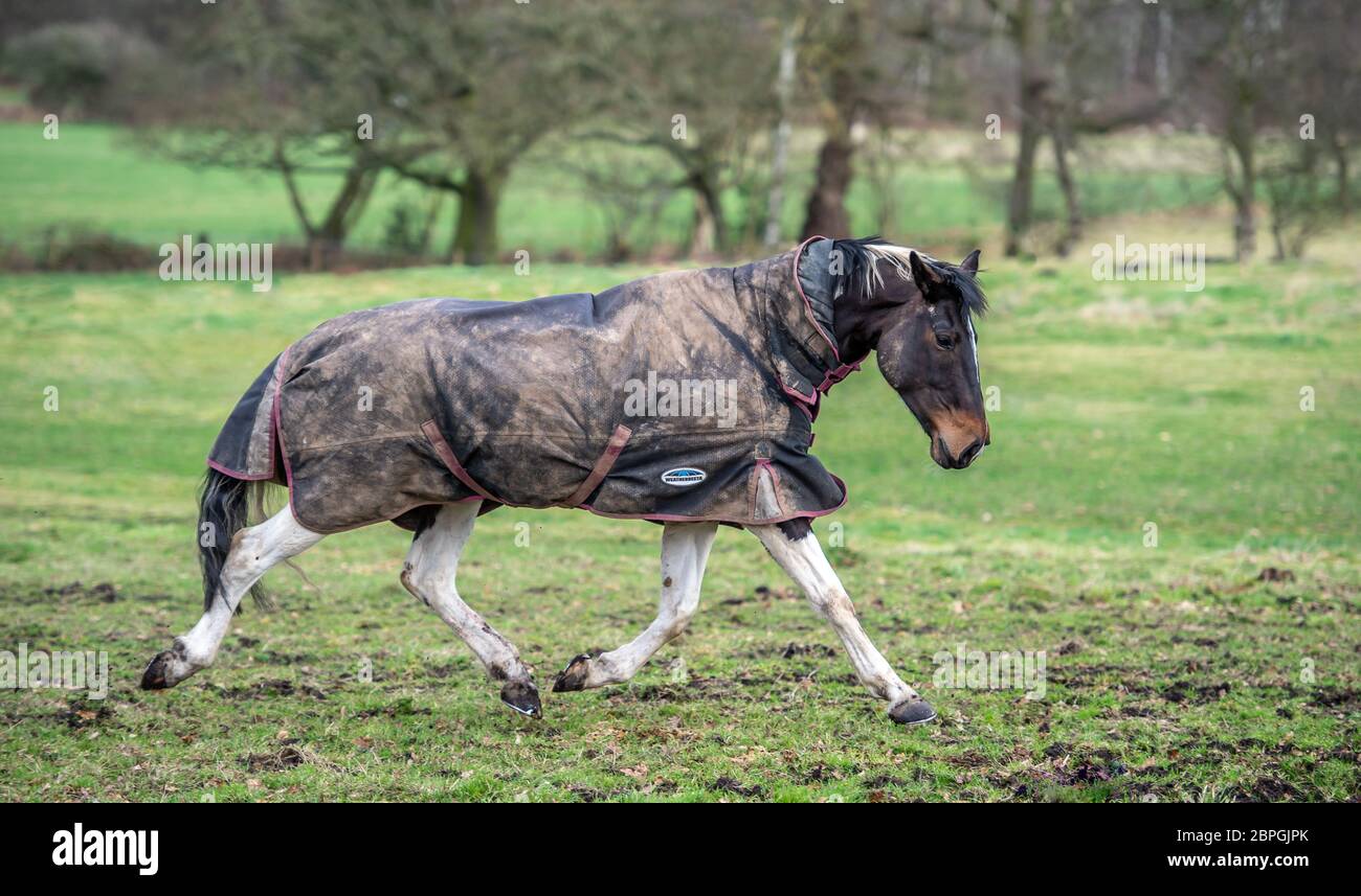 Pferd trabben im Feld Stockfoto