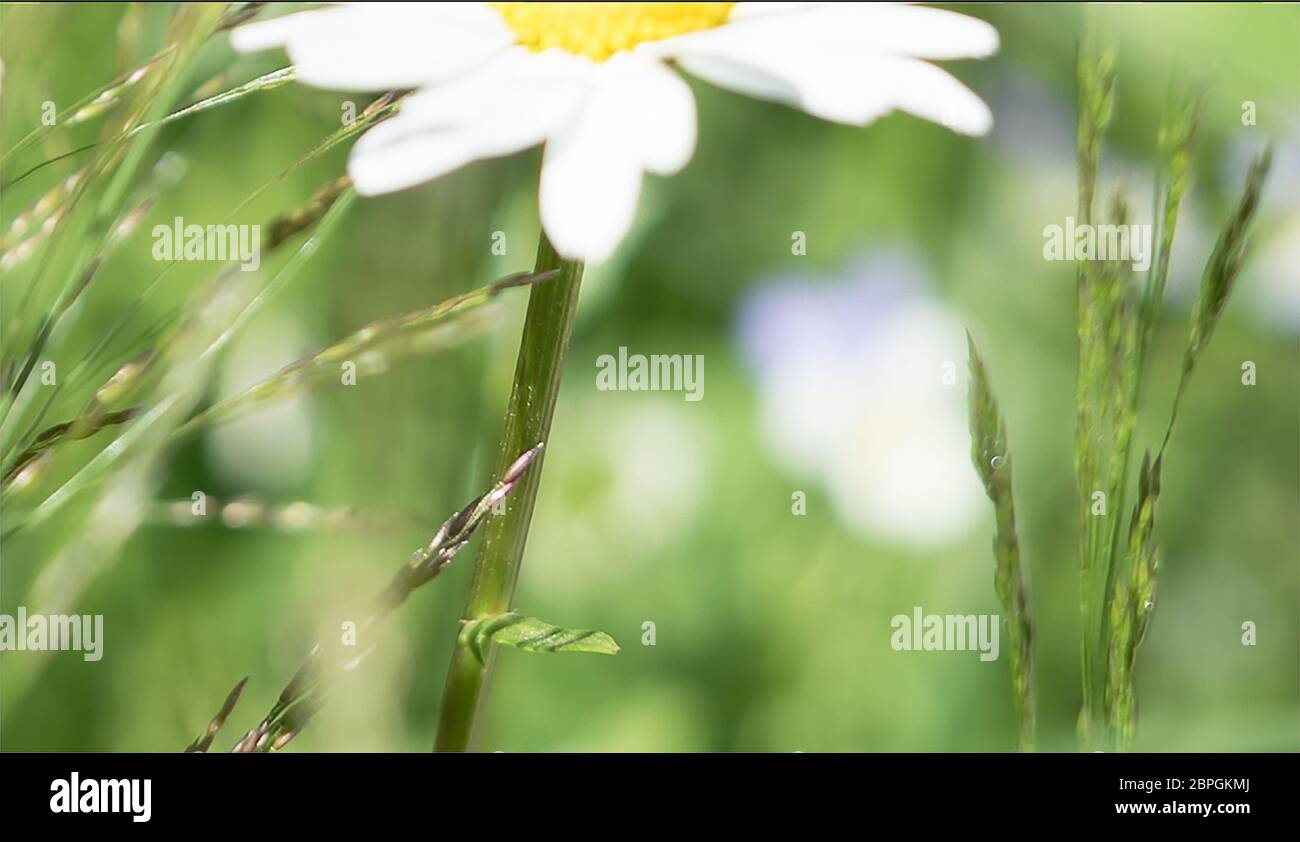 Ländliche Idylle Sommer Landschaft in der Landschaft mit closeup Detail von Daisy Wildblumen in eine grüne Wiese mit verschwommenen Hintergrund für Text kopieren. Stockfoto