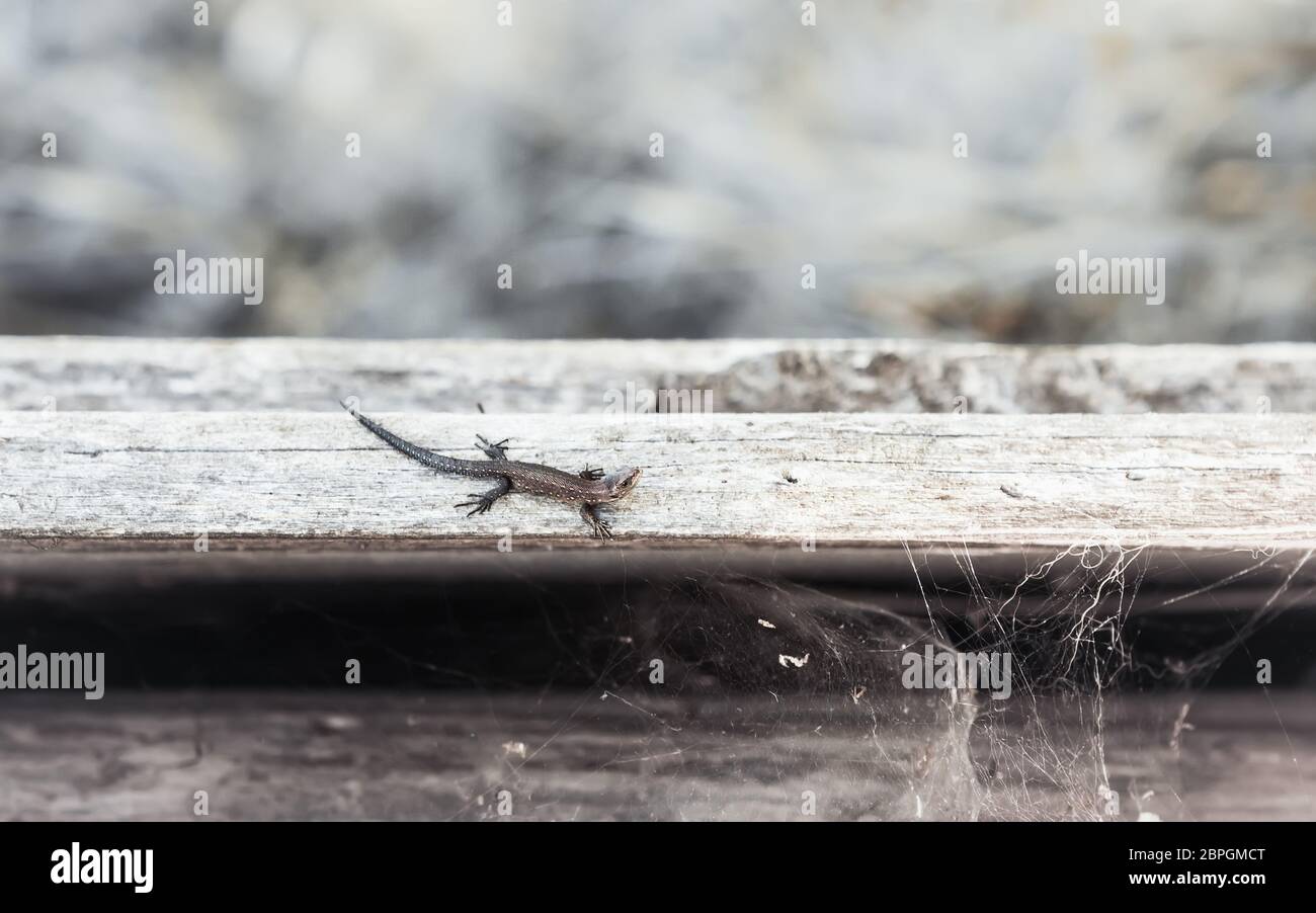 Kleine braune Viviparous Eidechse - Zootoca vivipara - kriechend auf alten Brettern mit Spinnweben. Natürliche alten Holzhintergrund mit Platz für Kopie. Selecti Stockfoto