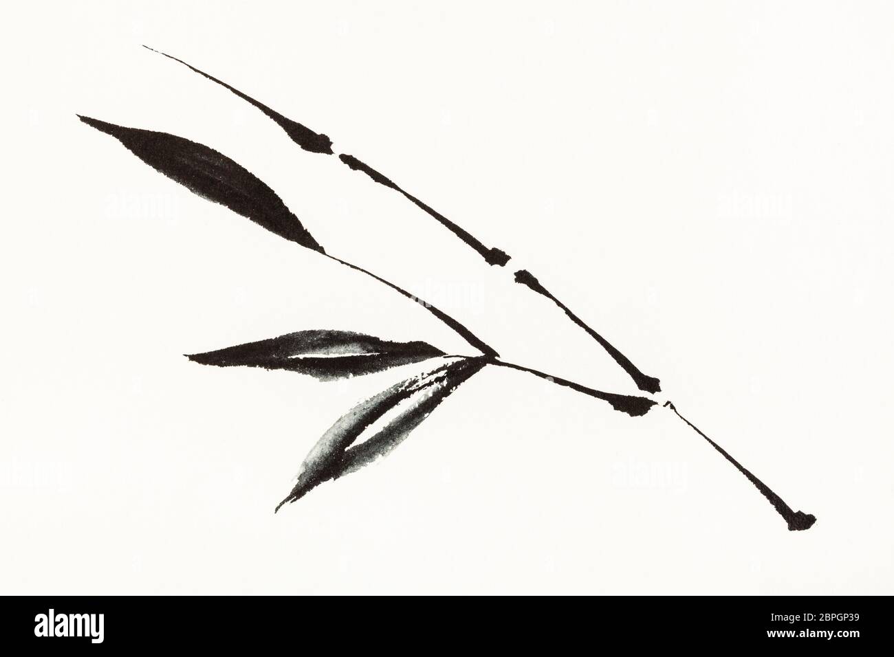 Ausbildung Zeichnung in Sumi-e (suibokuga) Stil mit Wasserfarben - Bambus Zweig ist die Hand, die auf cremigem Papier gezeichnet Stockfoto
