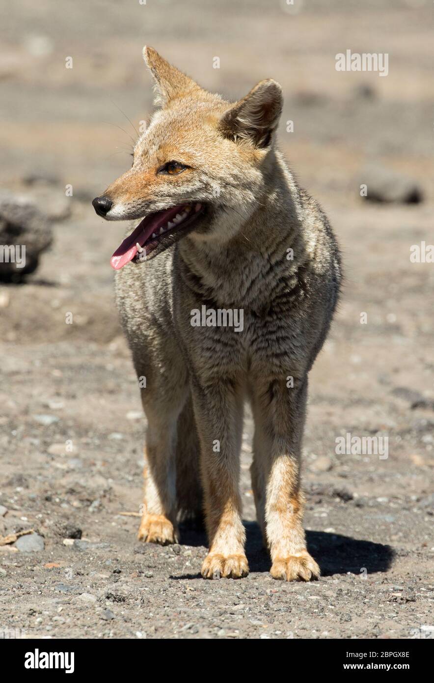 Andenfuchs, Lycalopex culpaeus, culpeo, zorro culpeo oder andenwolf, auf der Suche nach Nahrung von Touristen auf Volcan Osorno, Los Lagos Region, Chile Stockfoto