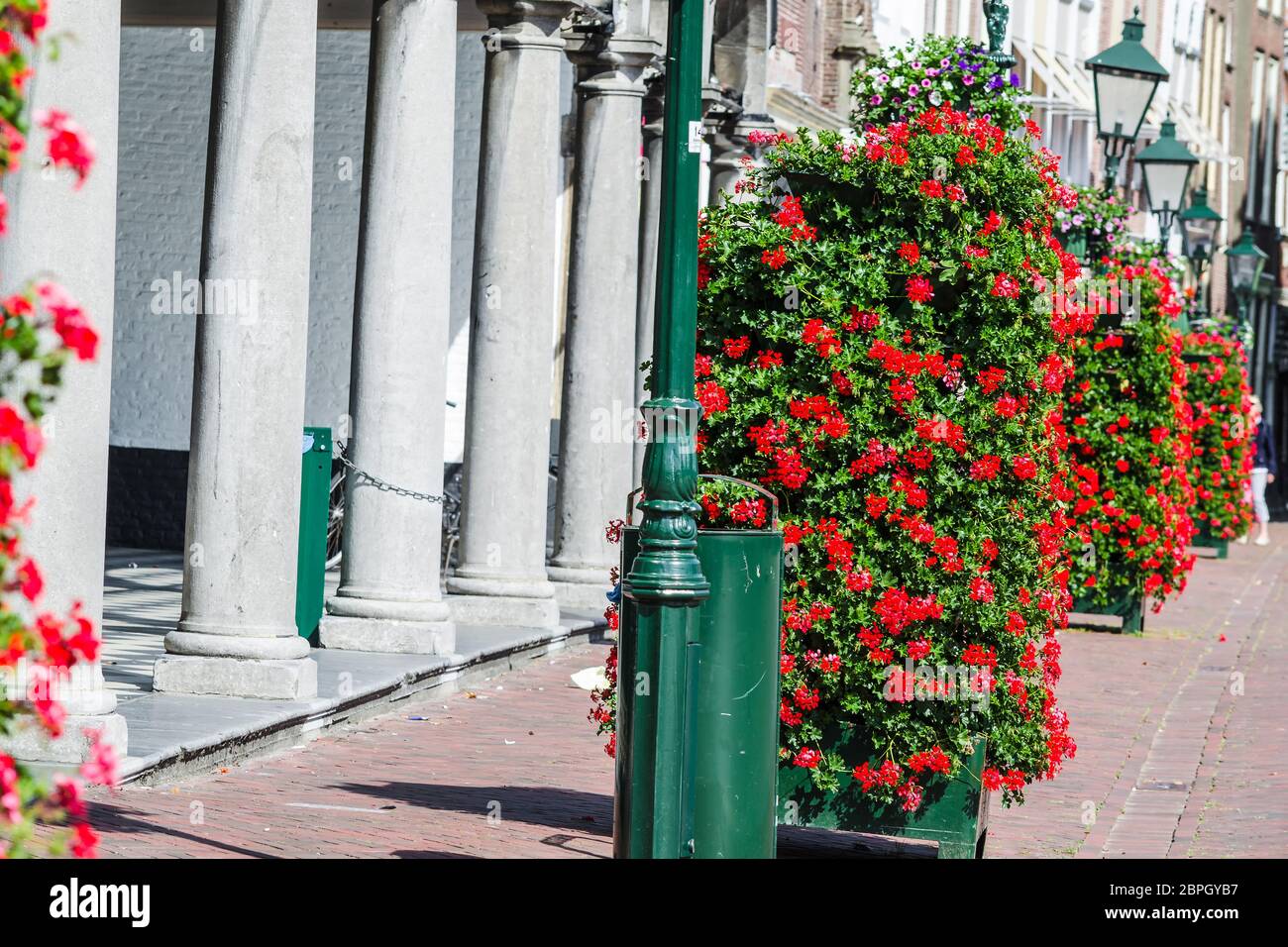 Viele leuchtend roten Blüten. Reihen von hellen Pflanzen auf einer Straße in Holland. Stockfoto