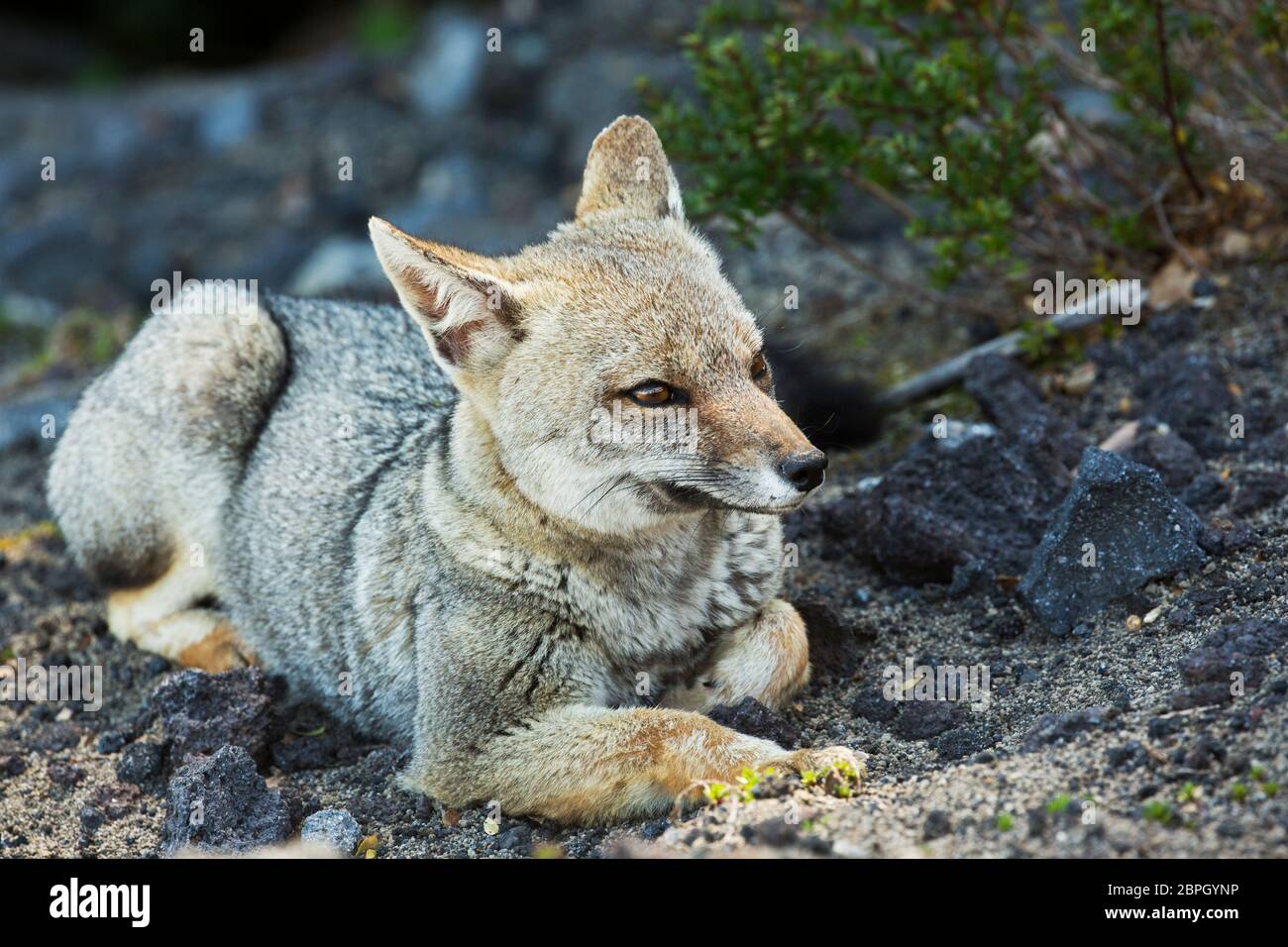 Andenfuchs, Lycalopex culpaeus, culpeo, zorro culpeo oder andenwolf, die sich im Schatten an den Hängen des Volcan Osorno, Los Lagos Region, Chile ausruhen Stockfoto
