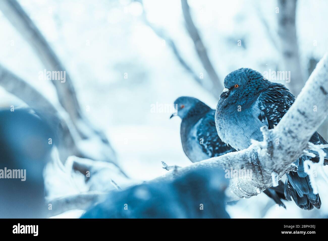 Tauben sitzen auf einem Zweig im Winter Tag gebuckelt. Stockfoto
