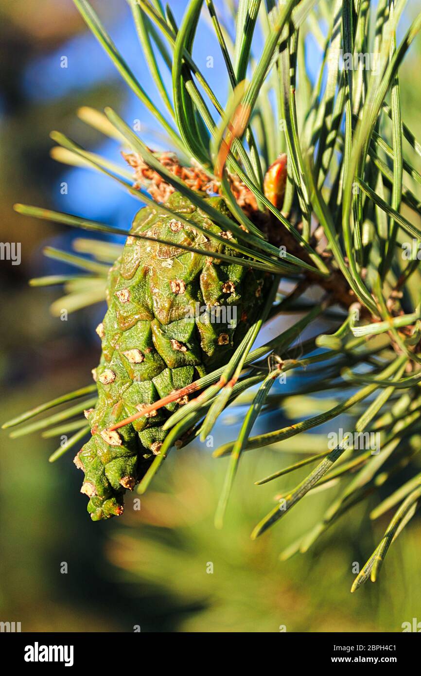 Detailansicht eines Scots Pine Cone im Sommer. Stockfoto