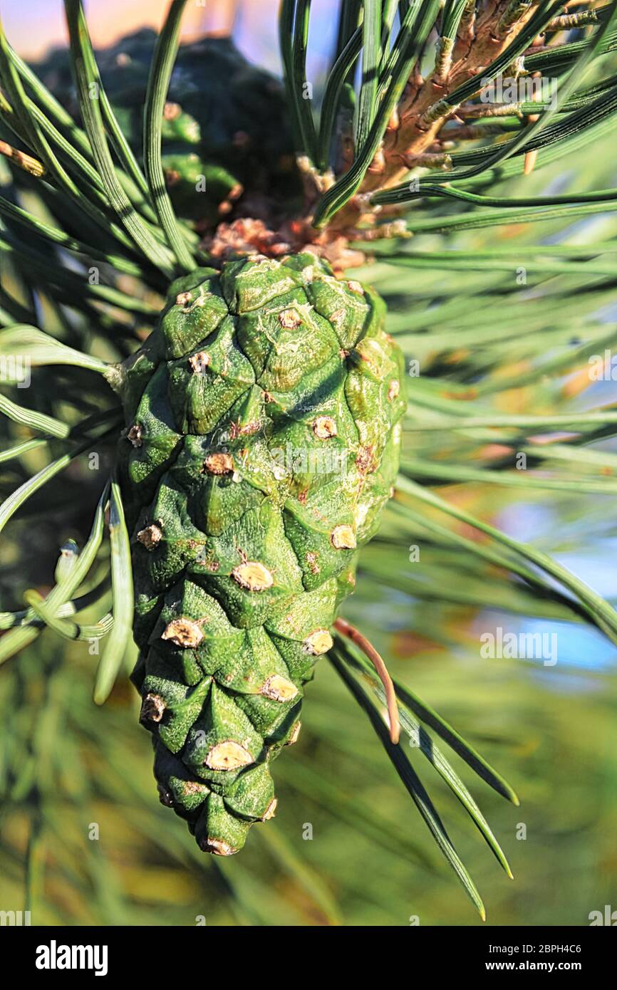 Detailansicht eines grünen Pine Cone im Sommer. Stockfoto