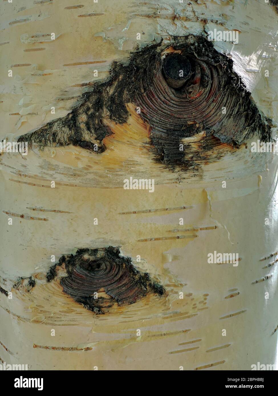 Birkenrinde, strukturierter natürlicher Hintergrund, zwei Augen. Stockfoto