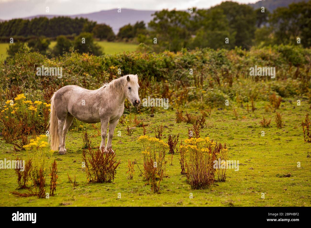 Pferd auf einem Feld in der Nähe von Kilkeel Nordirland Stockfoto
