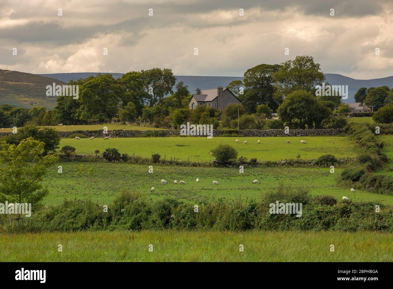Schafherde auf einem Feld in der Nähe von Kilkeel Nordirland Stockfoto