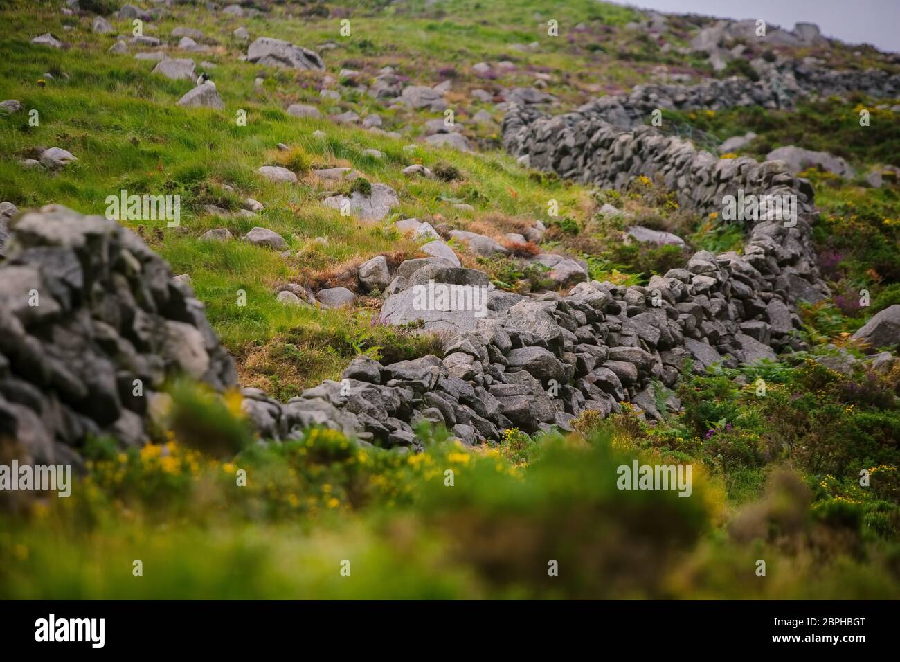 Felswand bei Kilkeel in der Grafschaft Down Nordirland Stockfoto