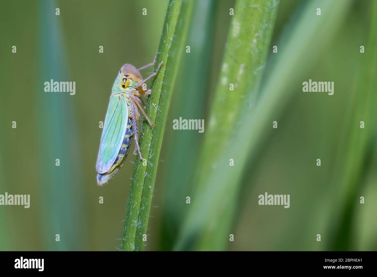 Binsenschmuckzikade an einem Grashalm - Bild in einer Makroaufnahme Stockfoto