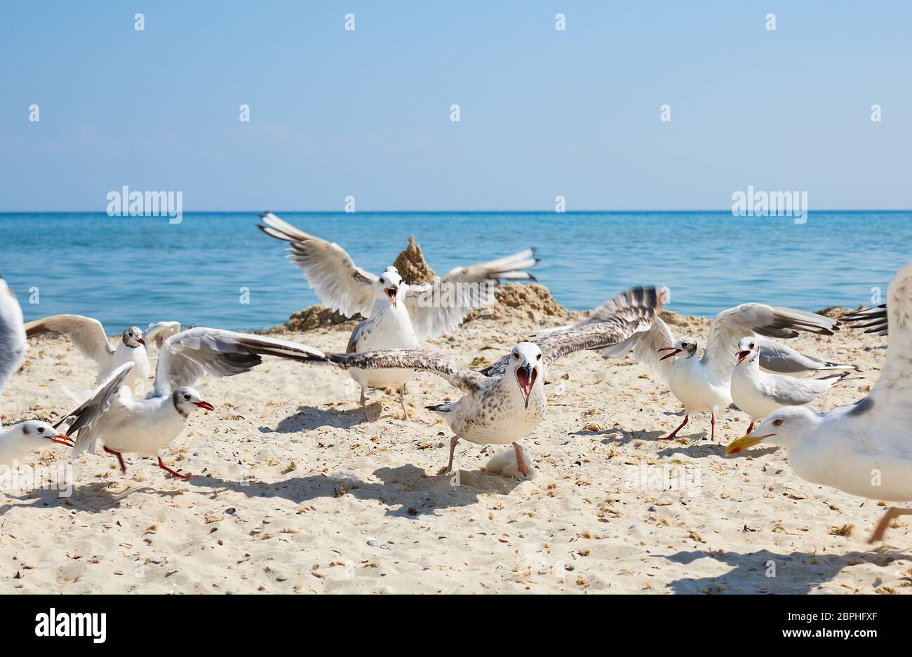 Schwarm Möwen am Strand an einem sonnigen Tag, Ukraine, Schwarzes Meer Stockfoto