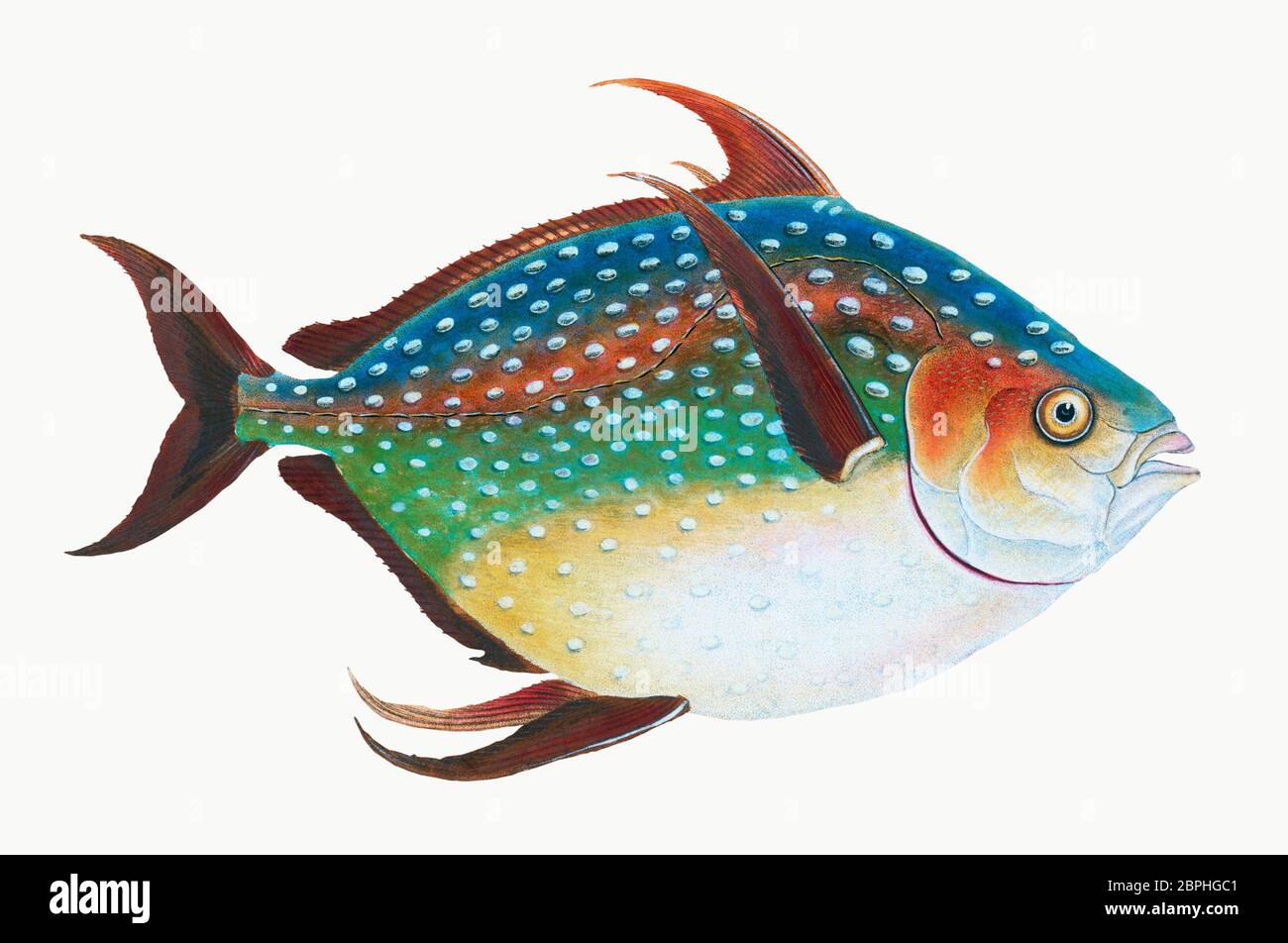 Opah (Lampris guttatus) Illustration aus der Naturgeschichte britischer Fische (1802) von Edward Donovan (1768-1837).jpg - 2BPHGC1 Stockfoto