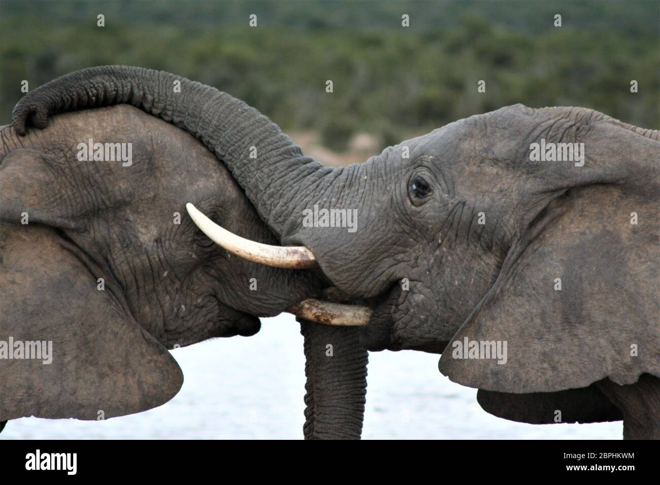 Addo Elephant National Park - Eastern Cape - Südafrika - 15. August 2007. Ein paar Elefanten in der Nähe. Stockfoto