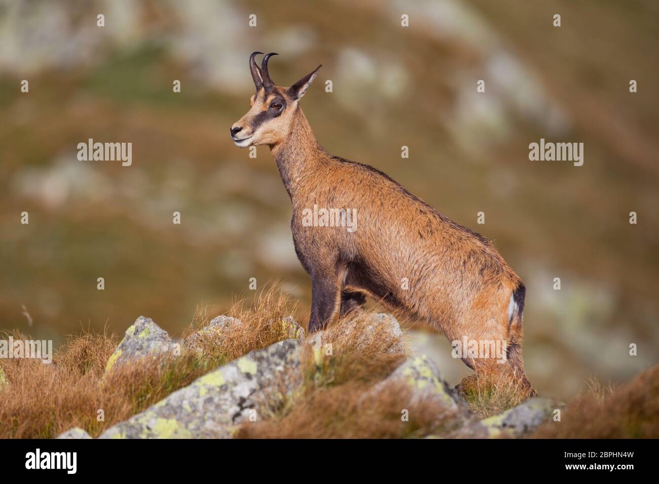 Gämsen, rupicapra Rupicapra, majestätisch stehend auf Felsen in den hohen Bergen. Sommer wildlife Bild von Wild Mountain Tier. Stockfoto