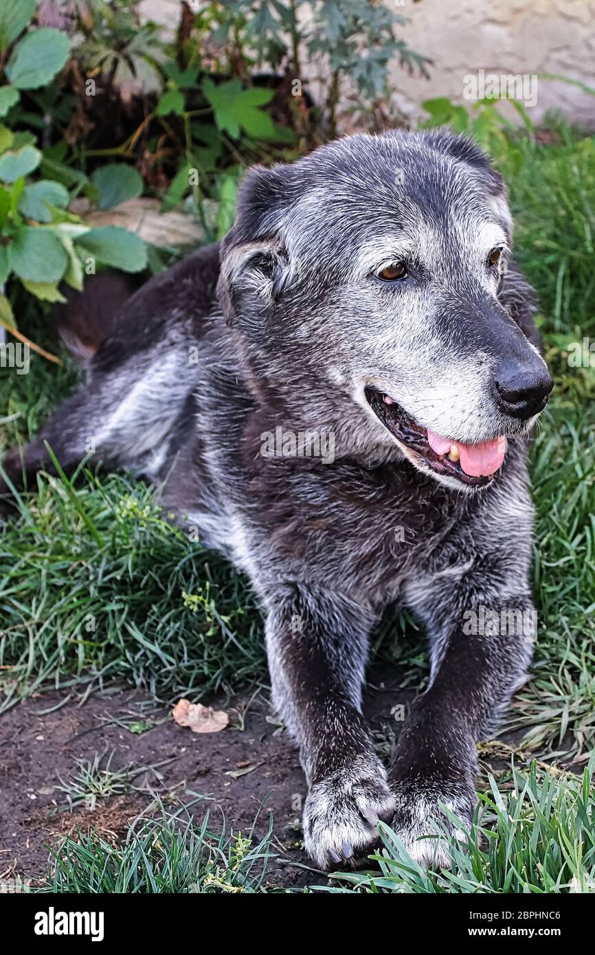 Ein alter Hund sitzt im Gras und schaut sich um. Stockfoto