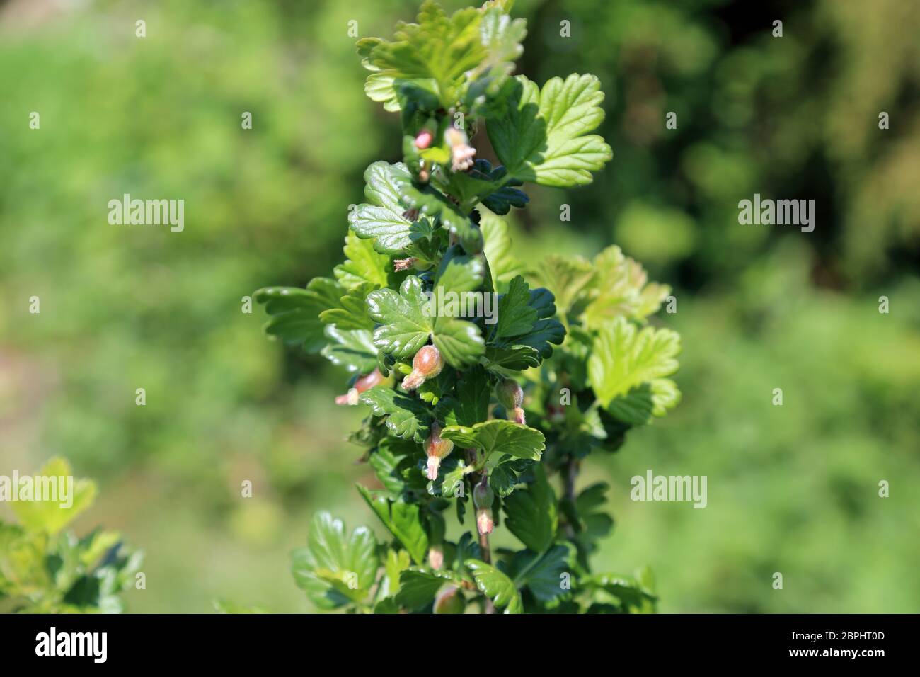 Junge Stachelbeeren wachsen auf einem Stachelbeerbusch in einem Garten in Kent, England Stockfoto