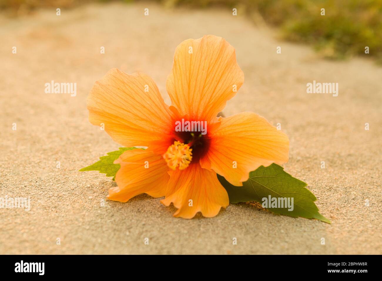 Hibiscus rosa Auch bekannt als China Rosenblüte auf dem Boden. Stockfoto