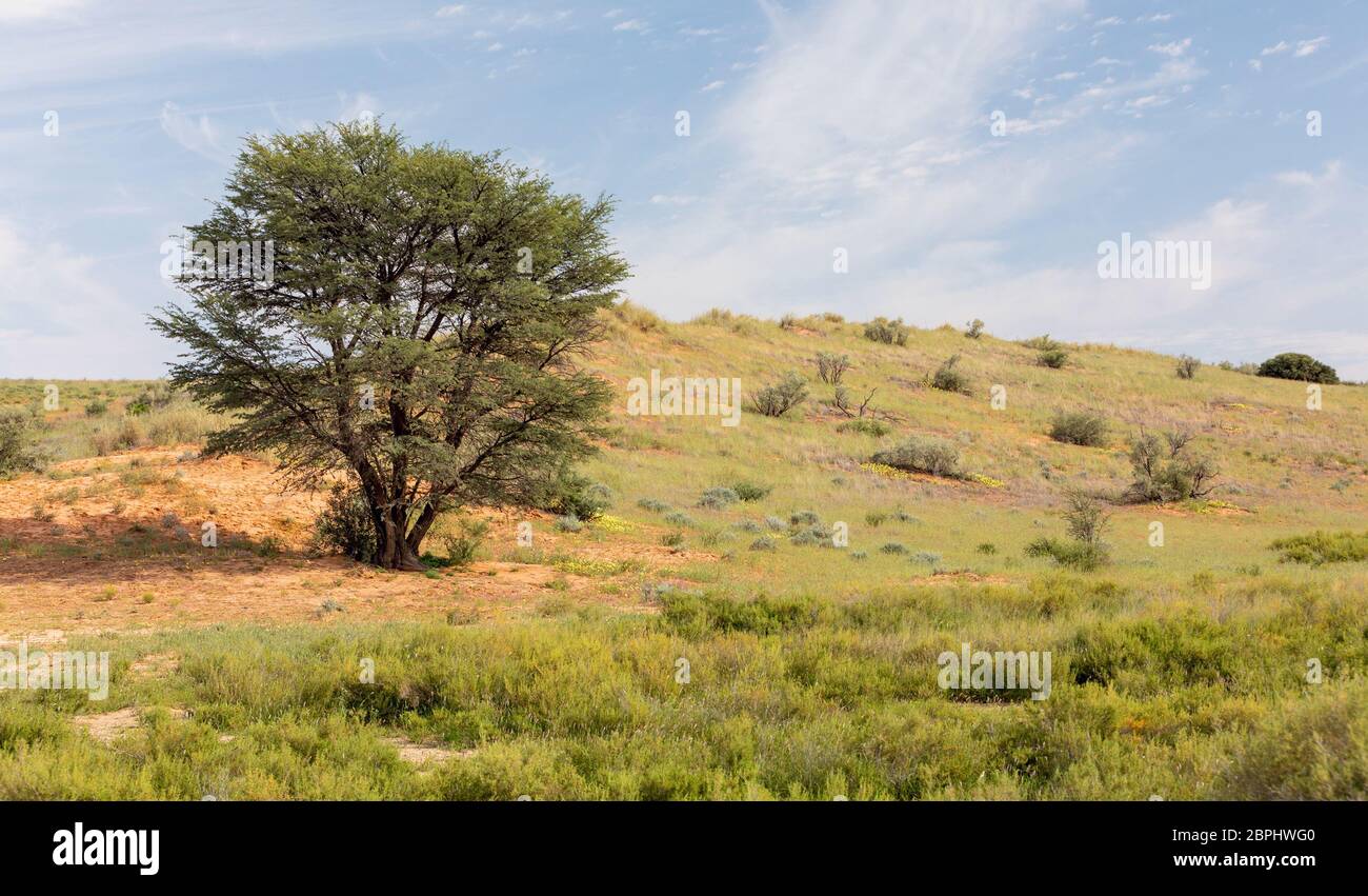 Kalahari Wüste nach der Regenzeit, Südafrika Wilderness Stockfoto
