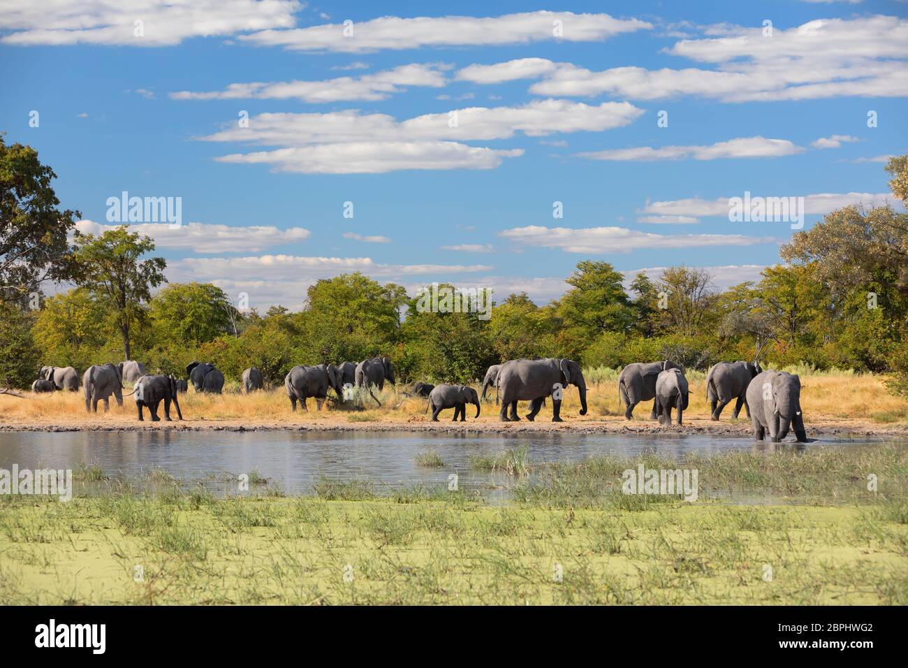 Herde von afrikanischen Elefanten am Wasserloch im Moremi Game Reserve, Botswana Afrika Safari Wildlife Stockfoto