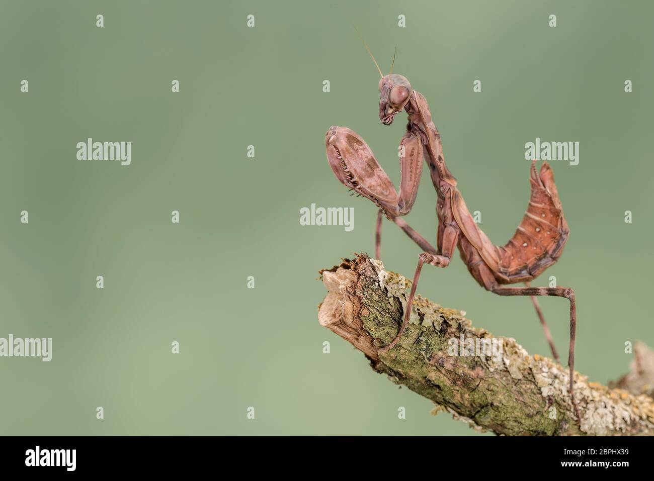 Indonesische Doppelschild-Mantis, isoliert vor einem gedämpften grünen Hintergrund. Pnigomantis medioconstricta Stockfoto