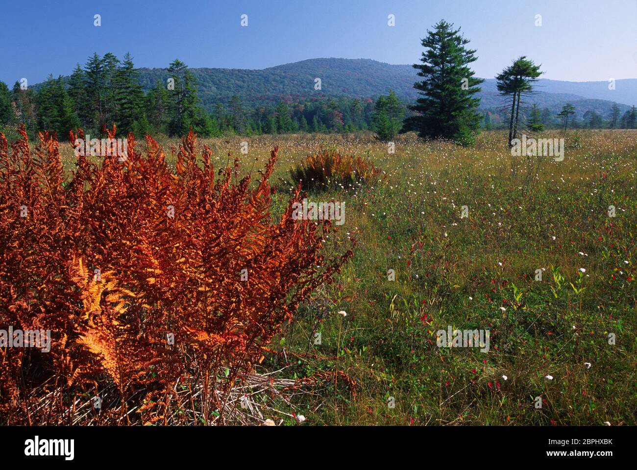 Runde Lichtung, Highlands Scenic Highway, Cranberry Lichtungen botanischen Bereich, Monongahela National Forest, West Virginia Stockfoto