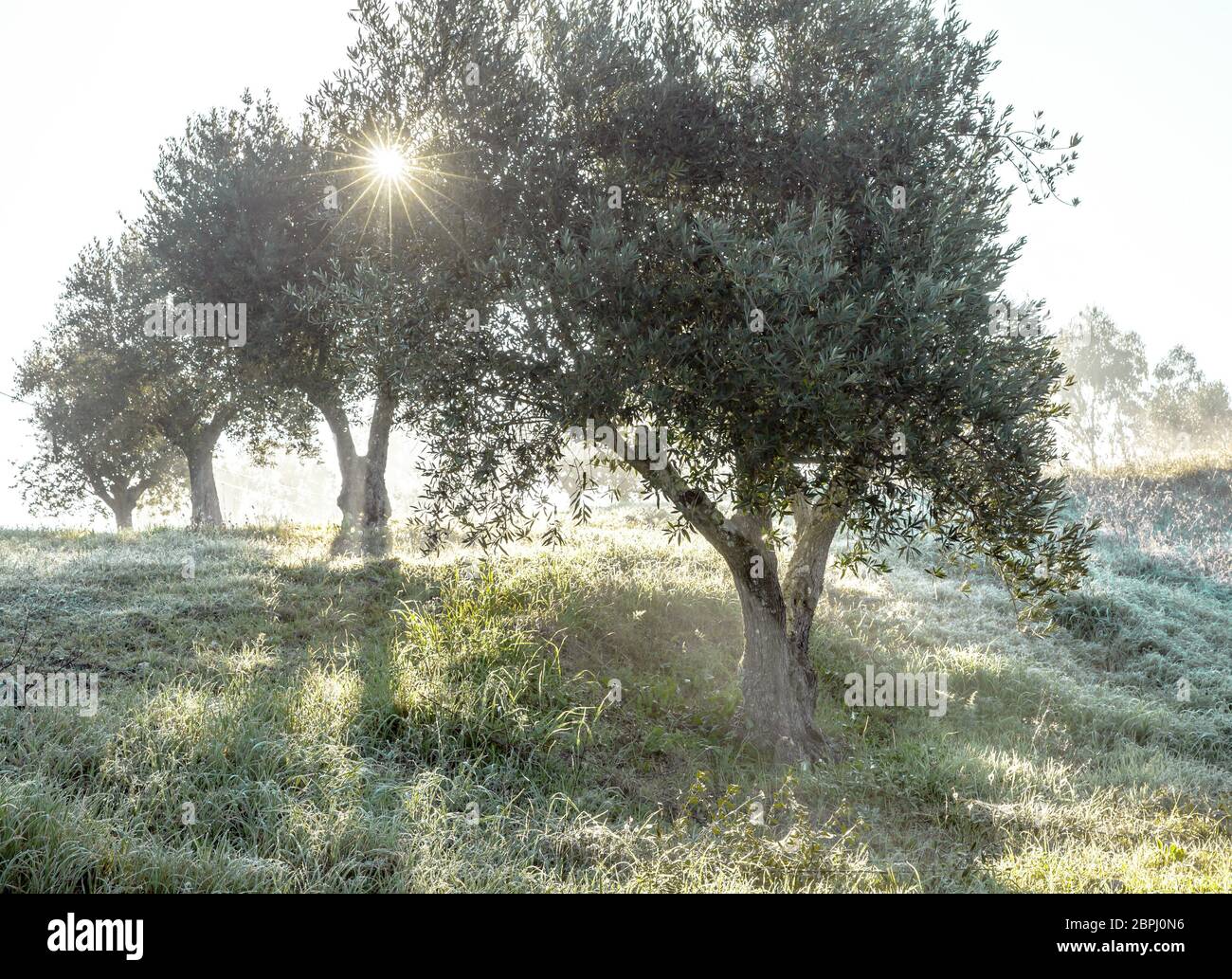 Nebliger Olivenhain im Morgentau und trübe Sonneneinstrahlung Landschaft im Alentejo Portugal Stockfoto