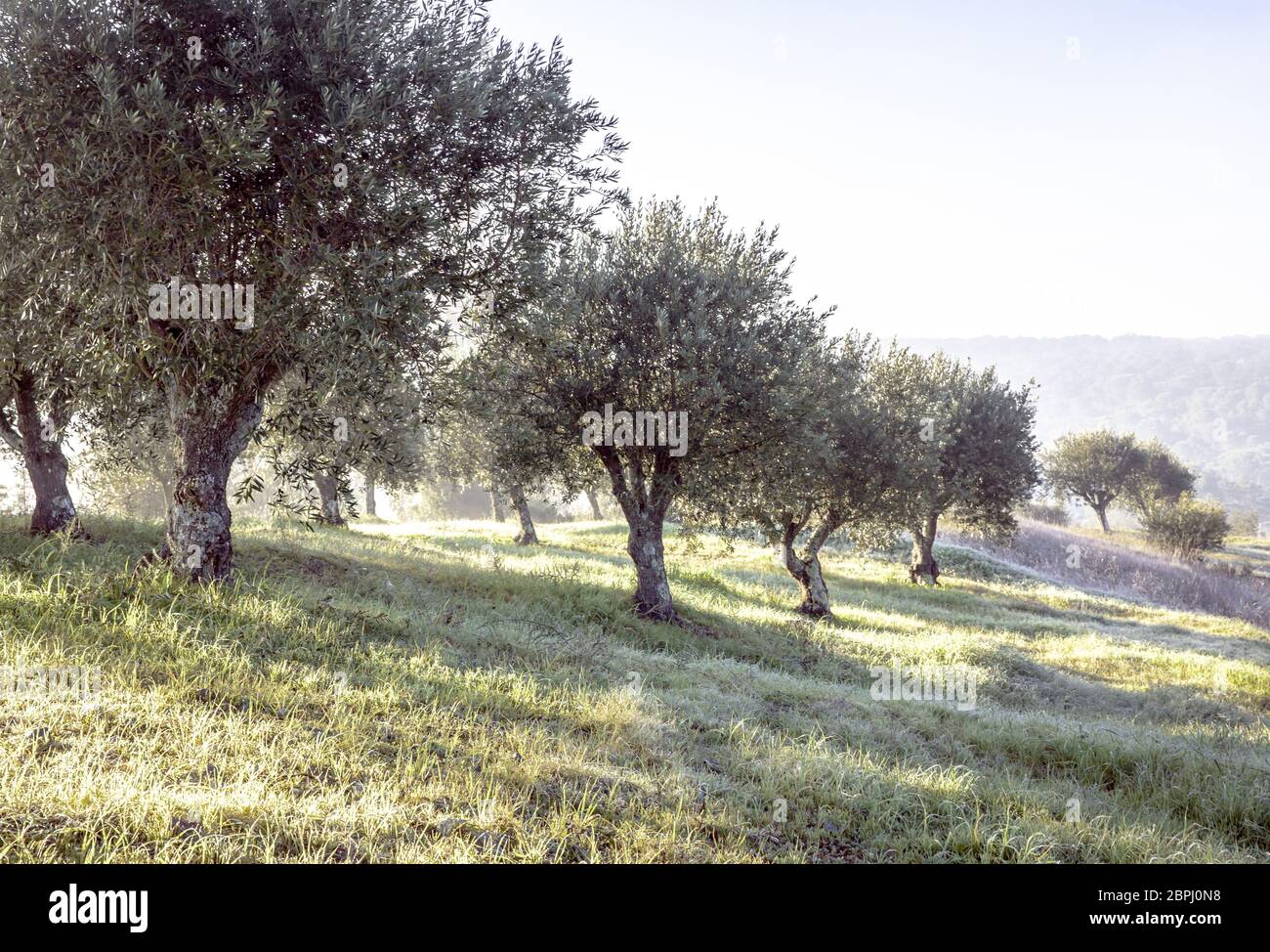 Nebliger Olivenhain im Morgentau und trübe Sonneneinstrahlung Landschaft im Alentejo Portugal Stockfoto