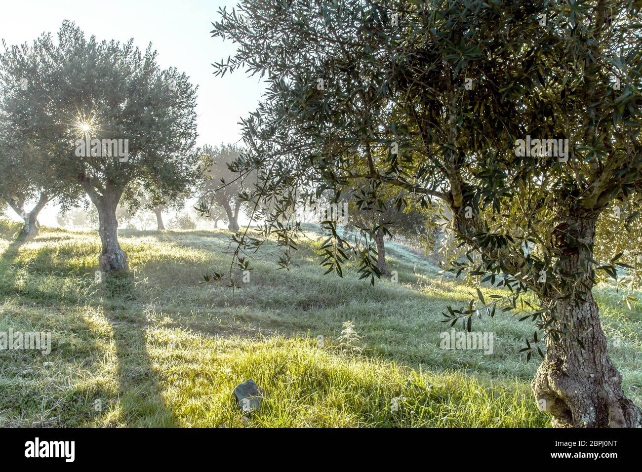 Nebliger Olivenhain im Morgentau und trübe Sonneneinstrahlung Landschaft im Alentejo Portugal Stockfoto