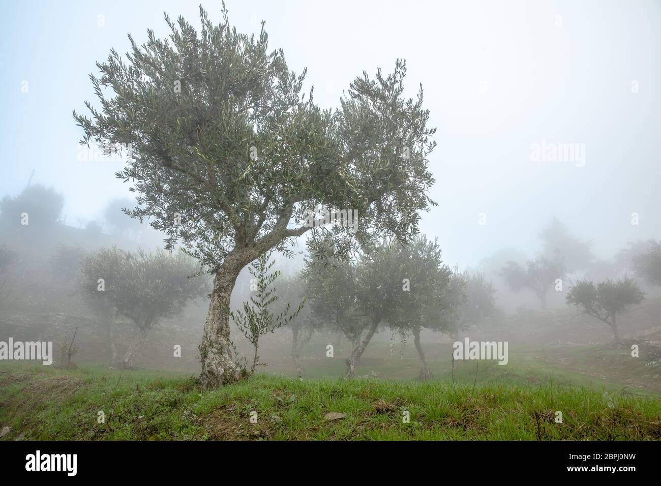 Foggy Olivenhain im Douro Tal Landschaft Portugal Stockfoto