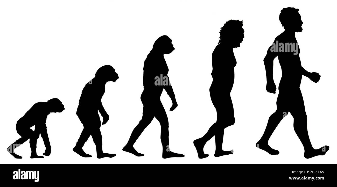 Grafik der menschlichen Evolution, Detail der Geschichte der Evolution, Bildung Stockfoto