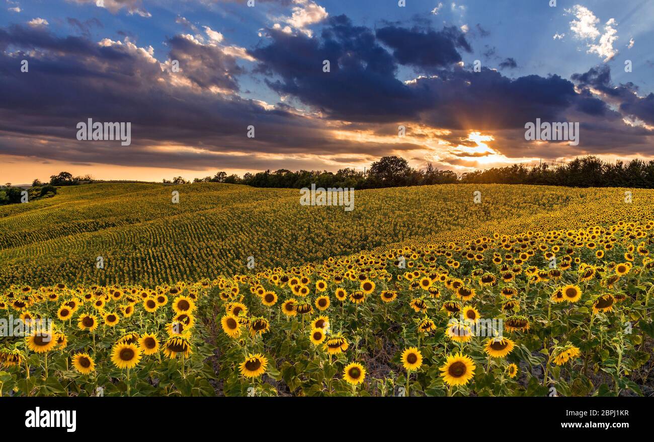 Ein Sommersonnenblumenfeld in der crete senesi Landschaft in der Nähe von Siena, Italien Stockfoto