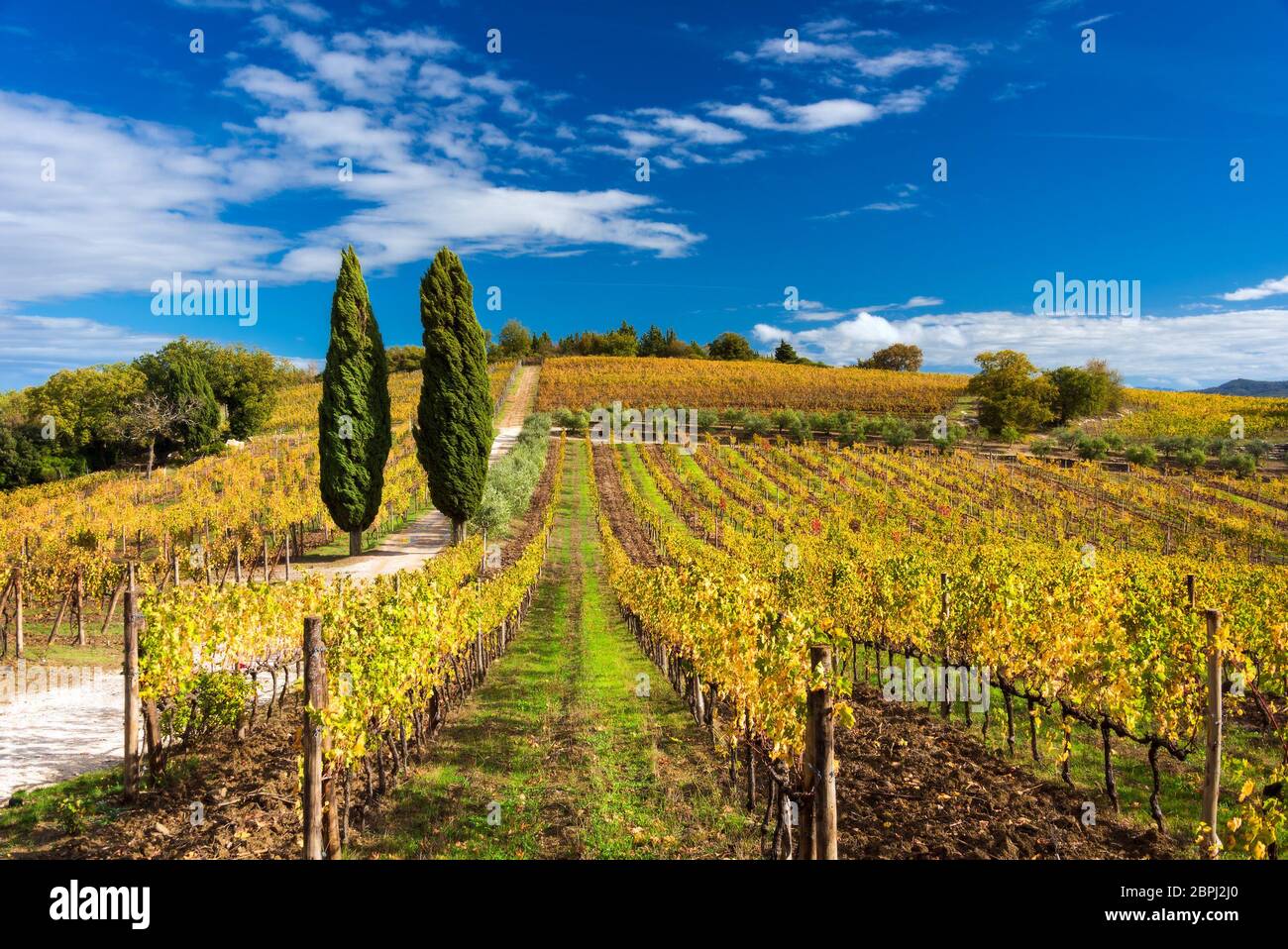 Ein Herbstweingarten in der Chianti-Region der Toskana zwischen Greve in Chianti und Panzano in Chianti Stockfoto