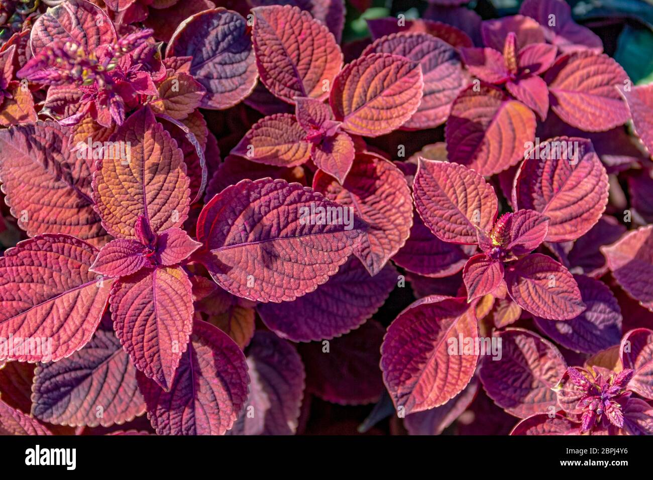 Rot bemalte Brennnesselblätter in sonniger Atmosphäre Stockfoto