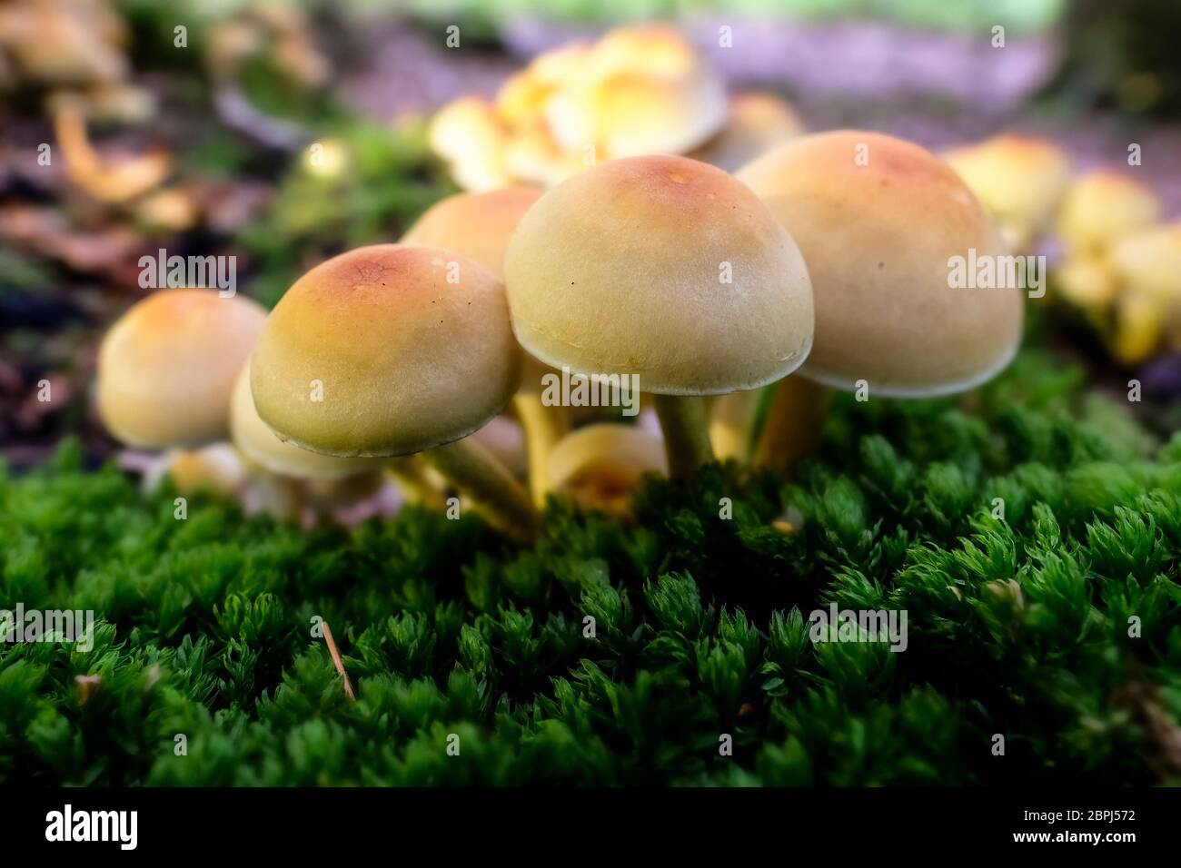 Grünblattrige Schwefelköpfe zum Thema Mykologie - Makroaufnahme Stockfoto